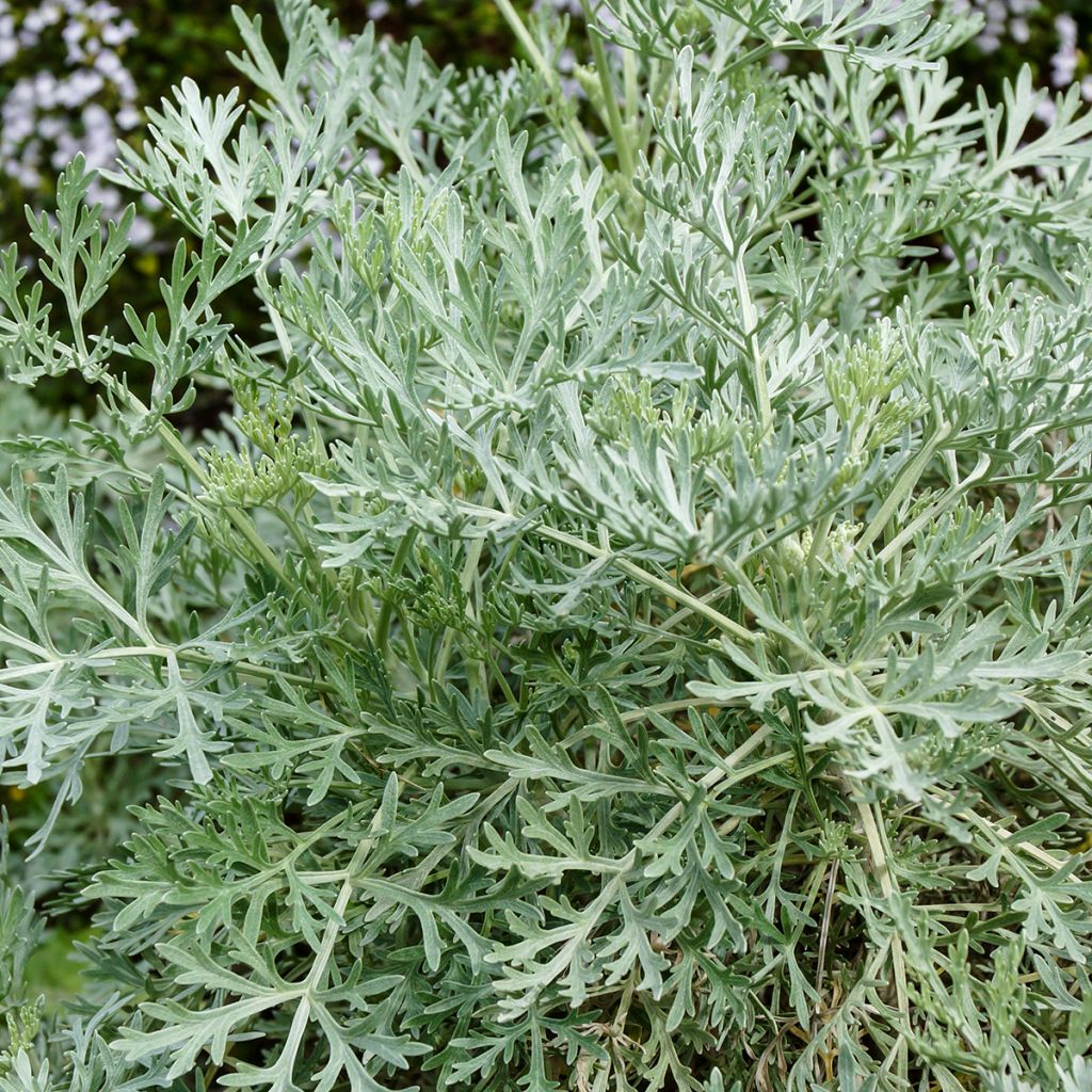 Artemisia arborescens Powis Castle