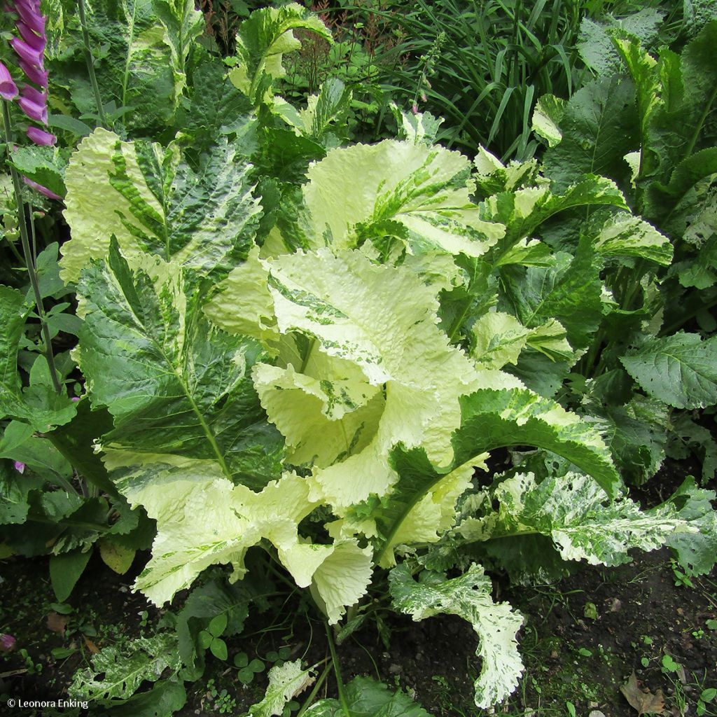 Armoracia rusticana Variegata - Variegated Horseradish
