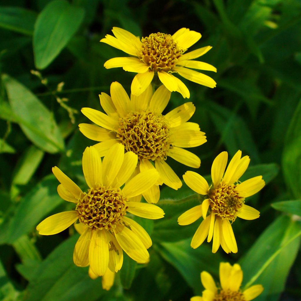 Arnica chamissonis - Arnica américaine