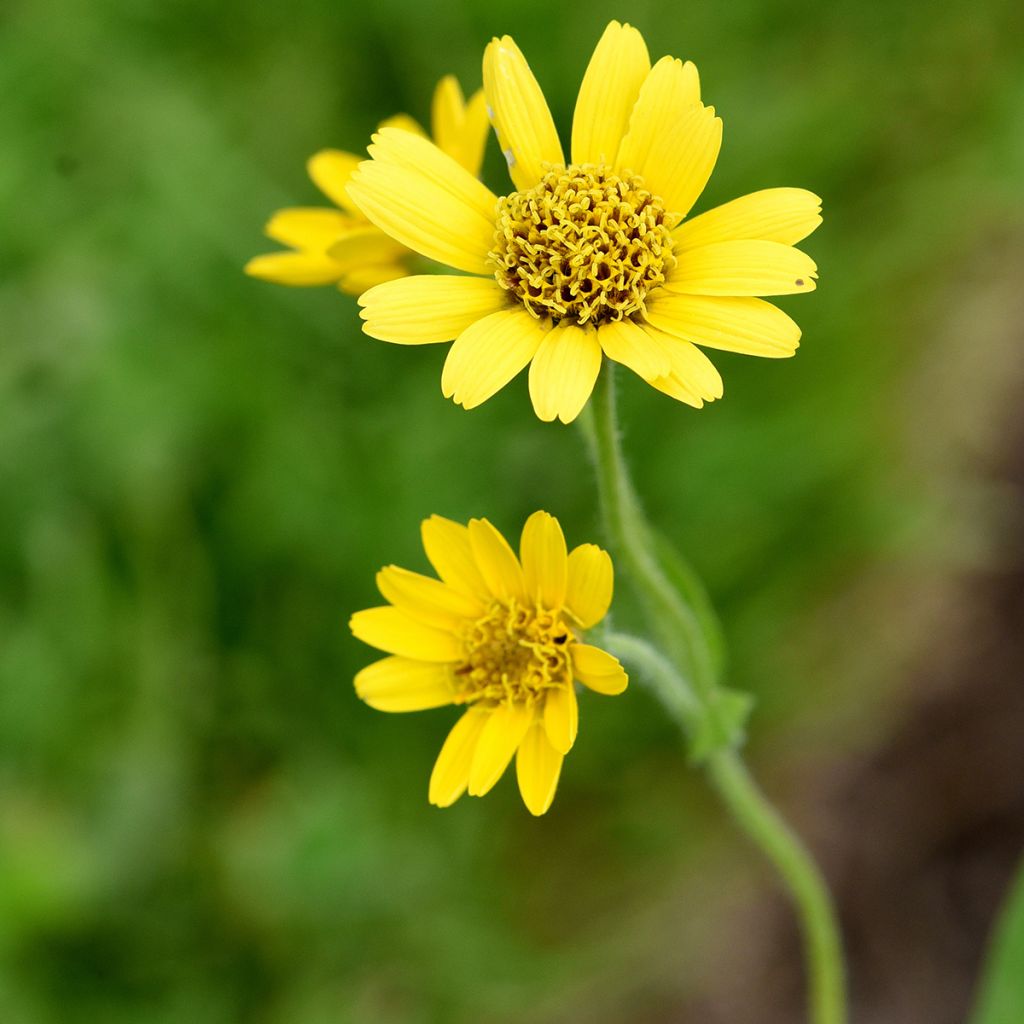 Arnica chamissonis