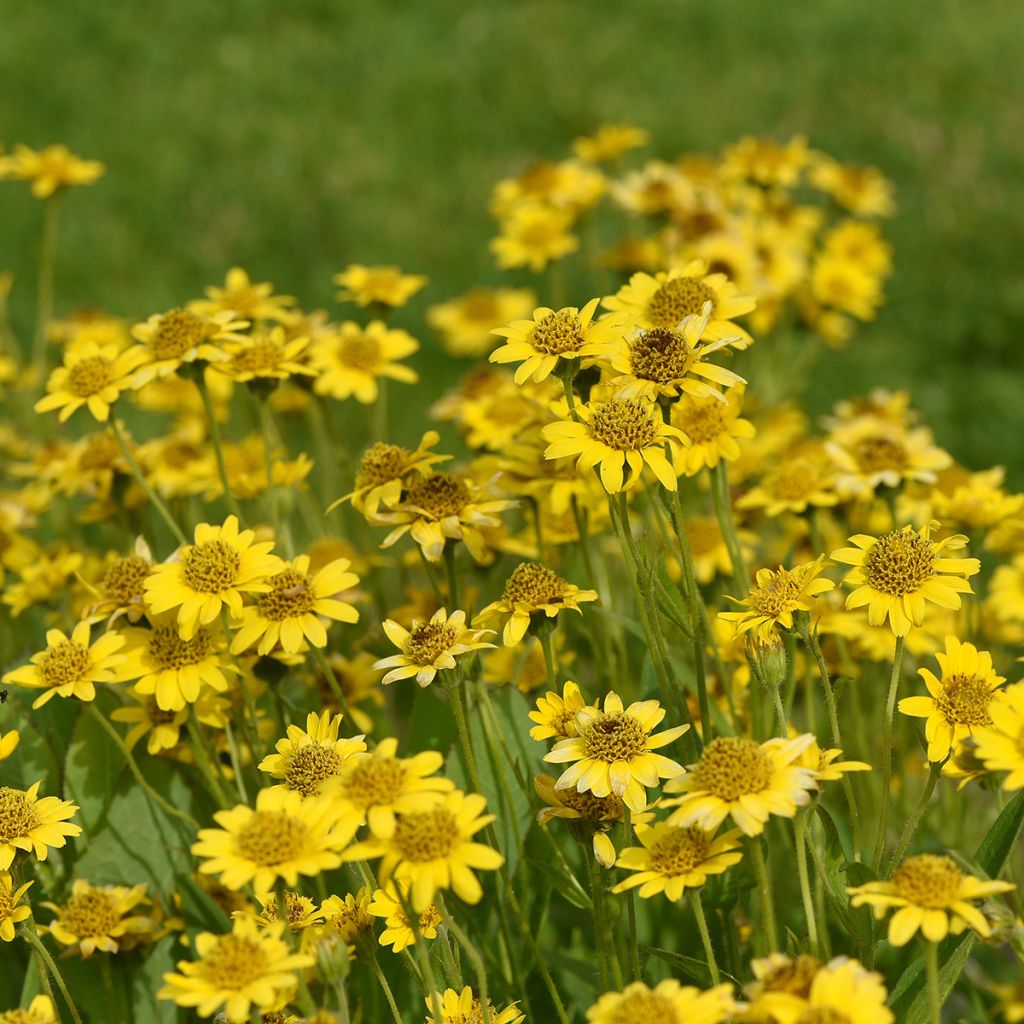 Arnica chamissonis