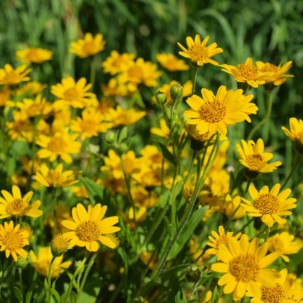 Arnica montana