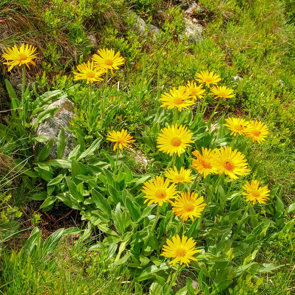 Arnica montana