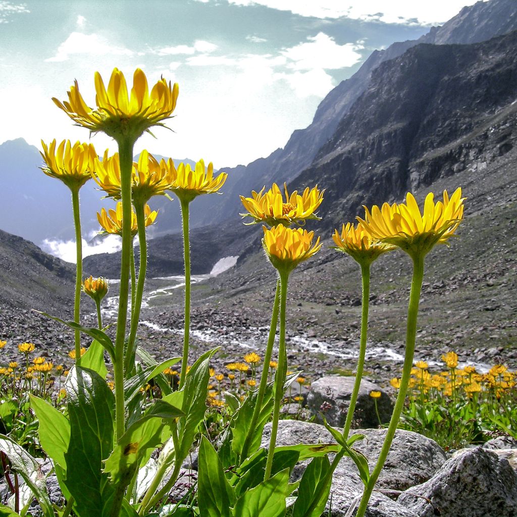 Arnica montana