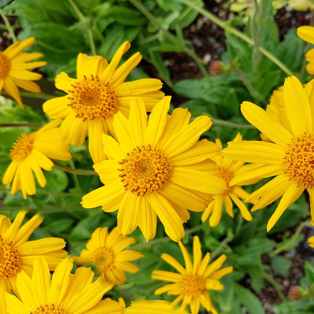 Arnica montana