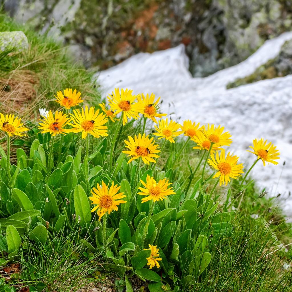 Arnica montana