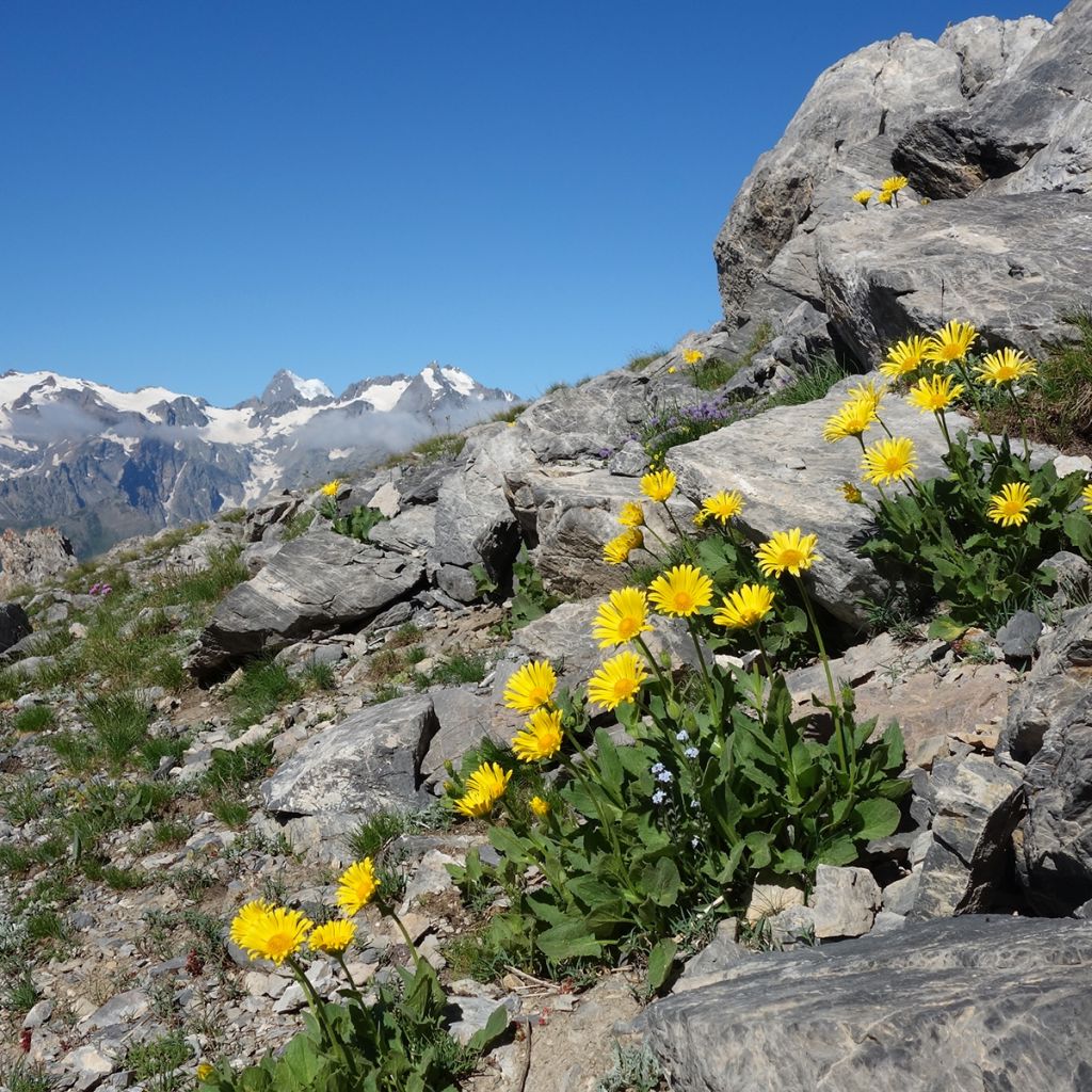 Arnica montana