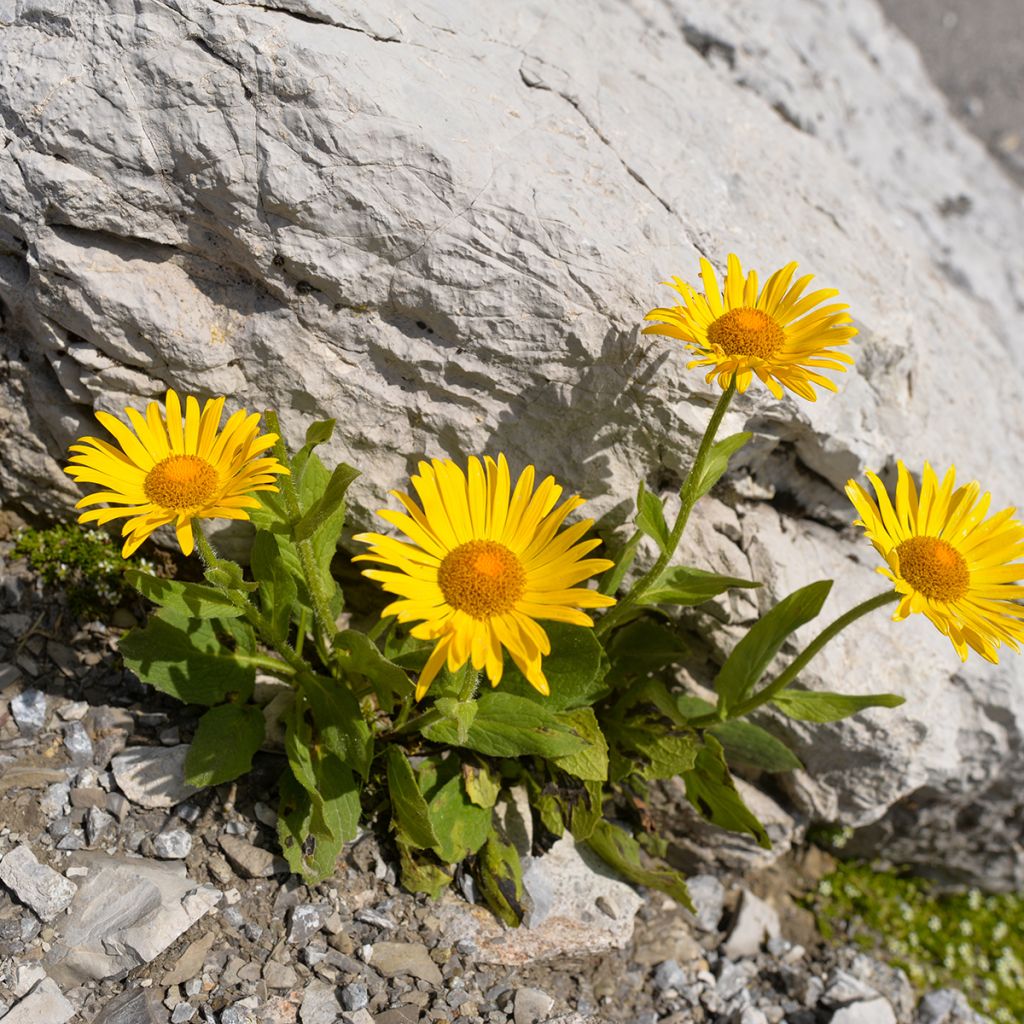 Arnica montana