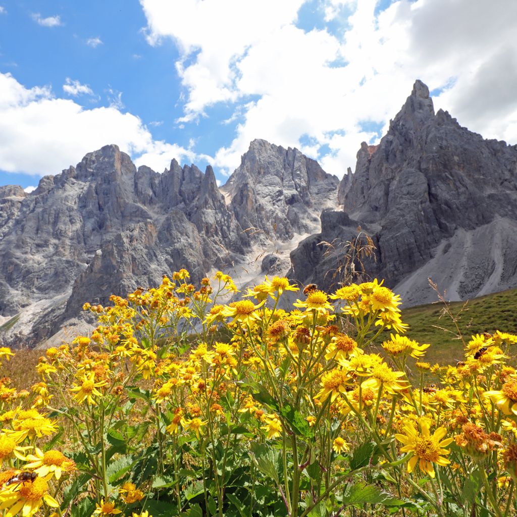 Arnica montana seeds - Mountain tobacco