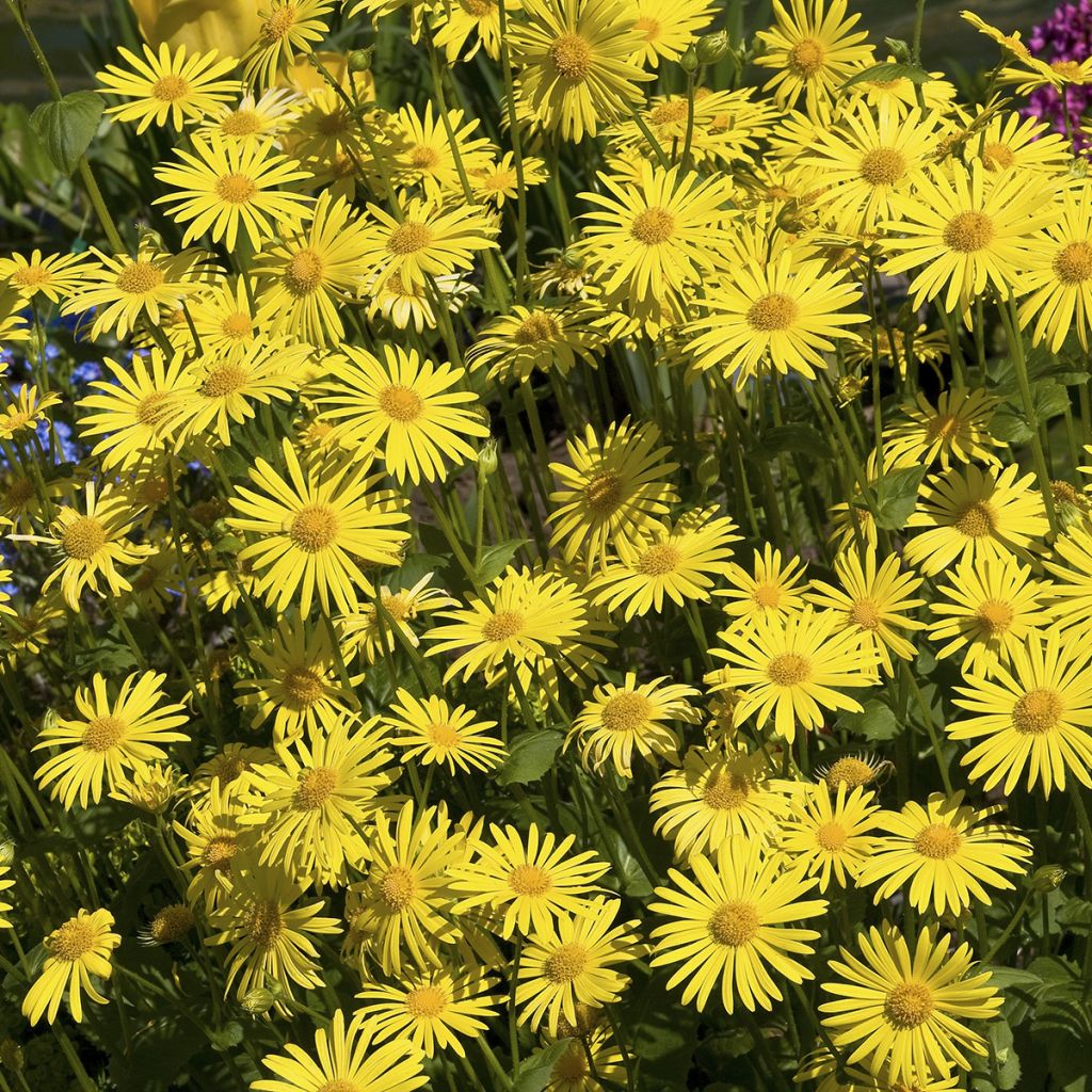 Arnica montana seeds - Mountain tobacco