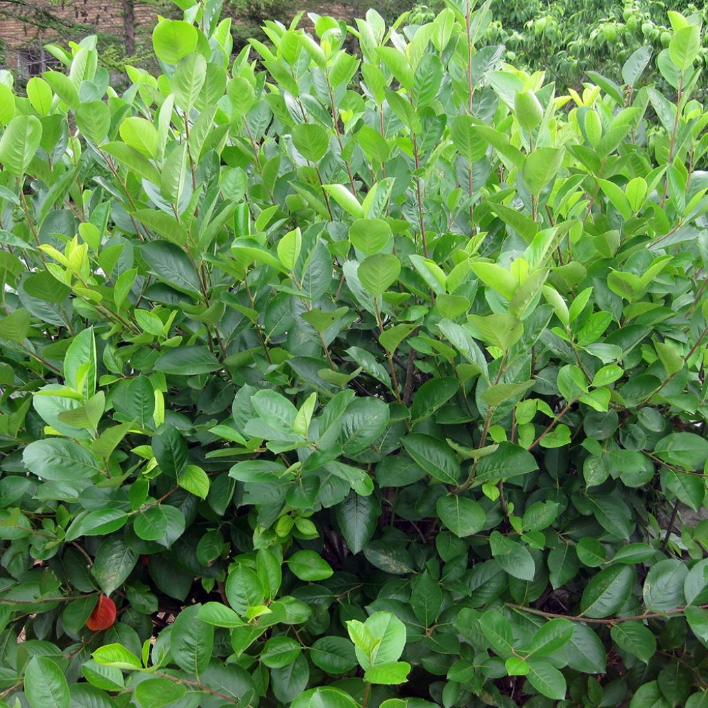 Aronia melanocarpa - Aronie à fruits noirs