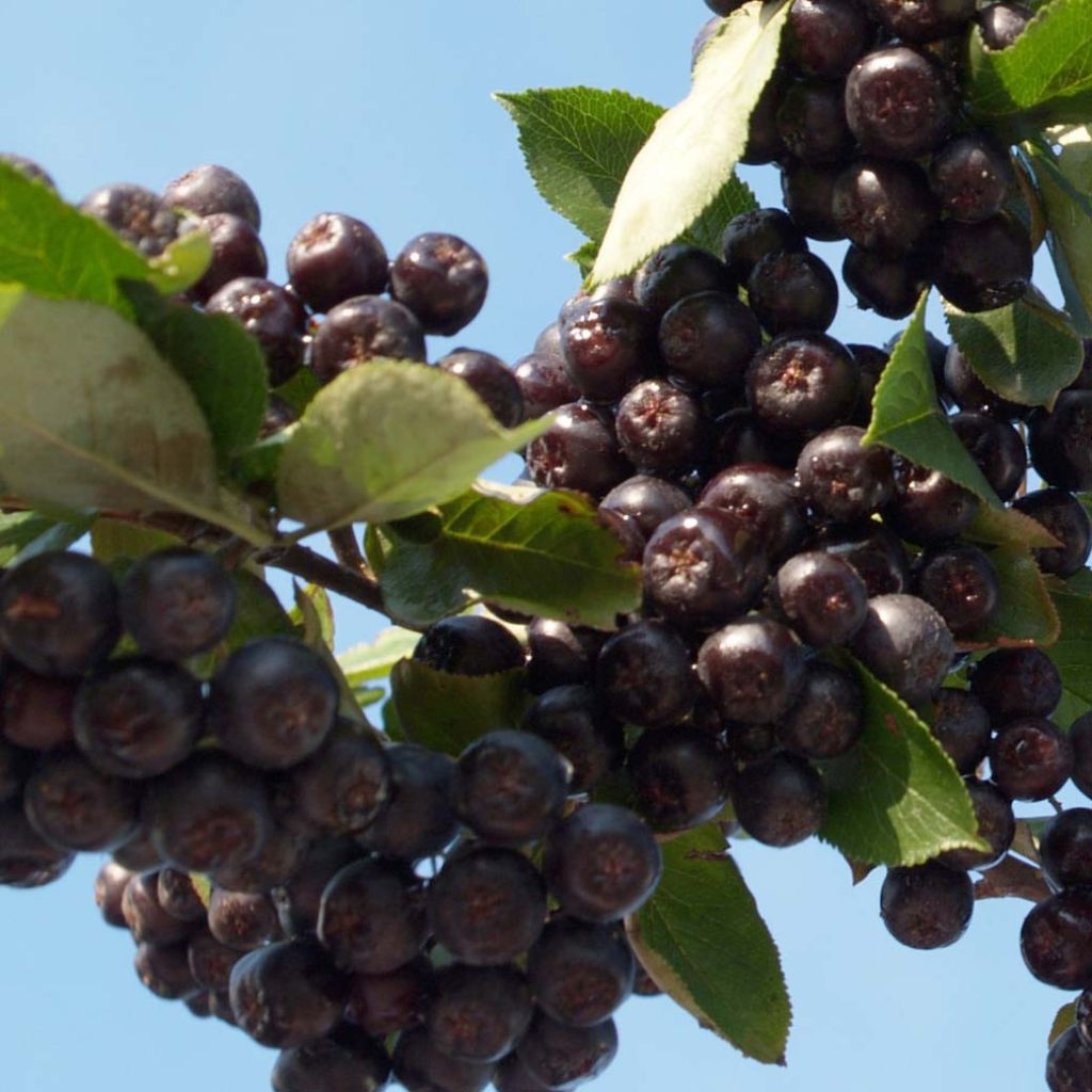 Aronia prunifolia Nero - Aronie à gros fruits.