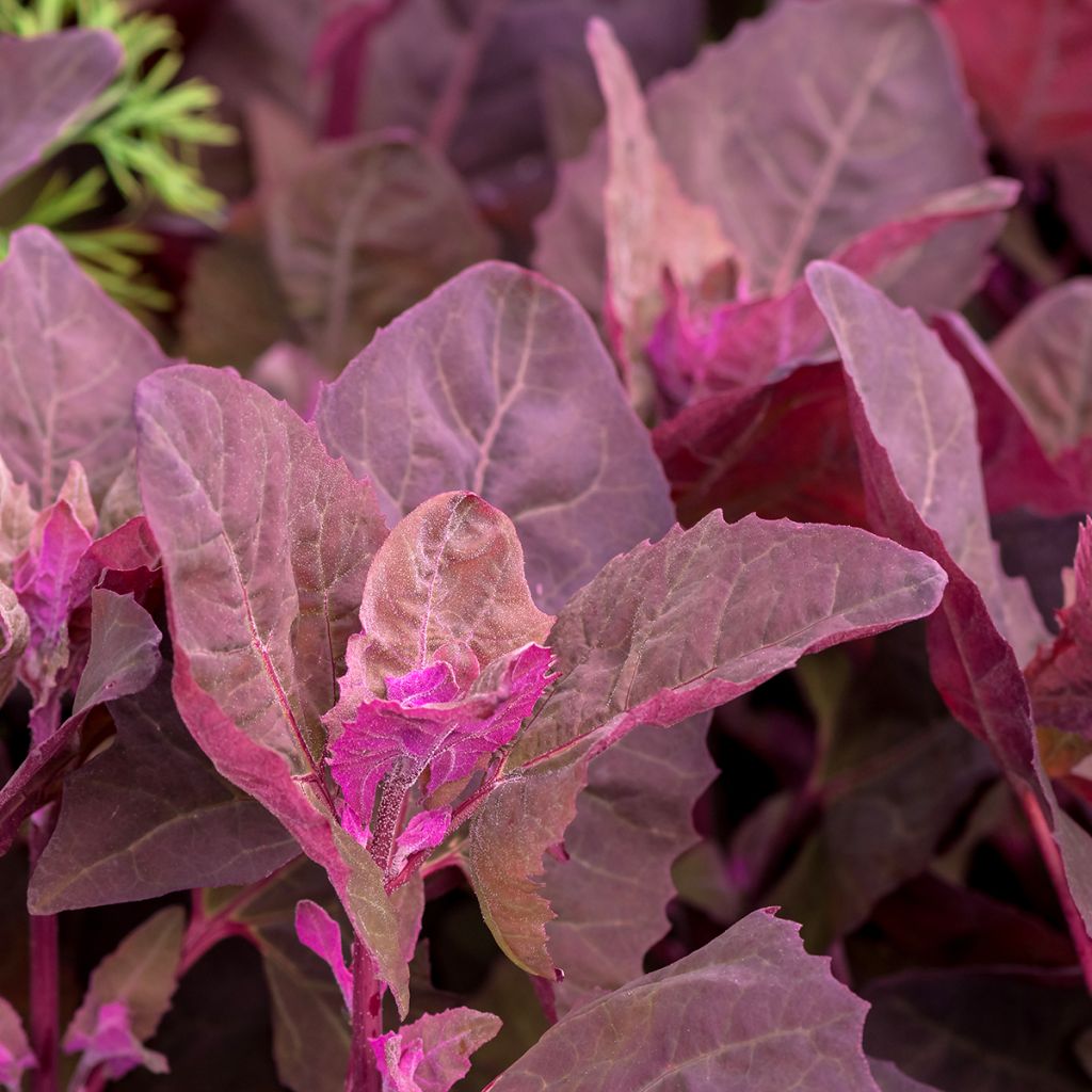 Red Orach