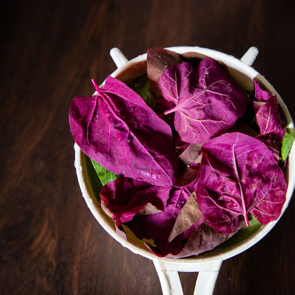 Red Orach