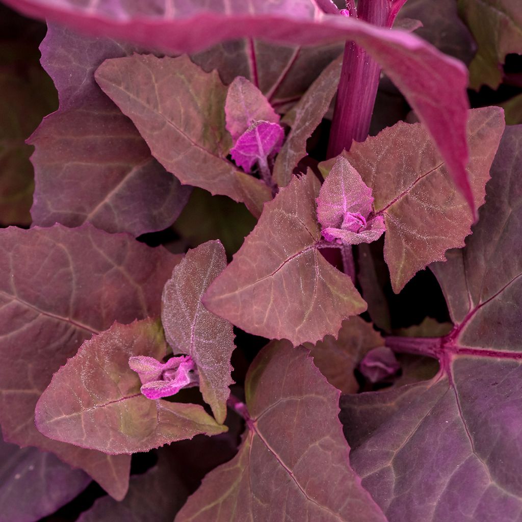 Red Orach