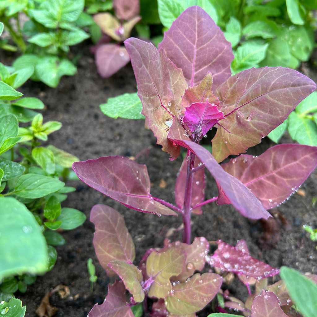 Red Orach