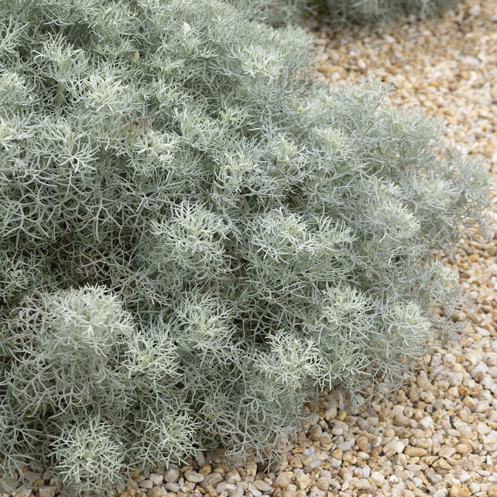 Artemisia alba Canescens