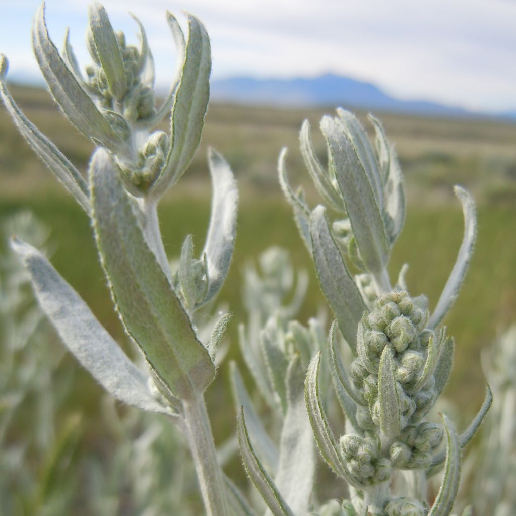 Armoise, Artemisia ludoviciana ssp. latiloba