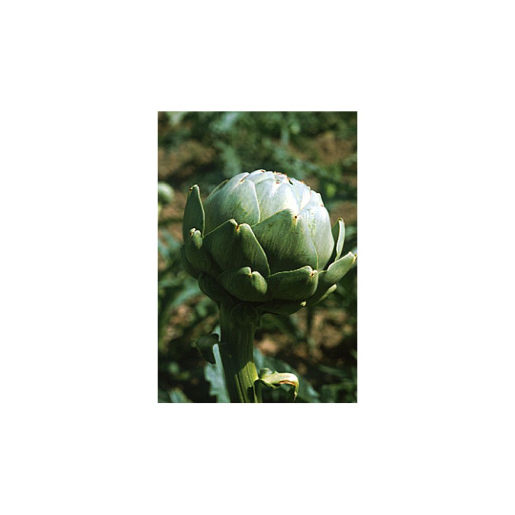 Artichoke Vert de Provence - Cynara scolymus