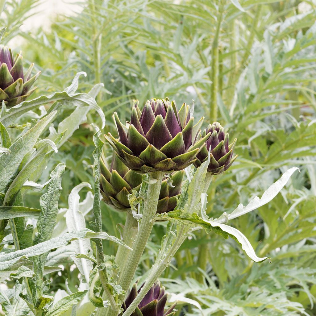 Artichoke Gros vert de Laon - Cynara scolymus