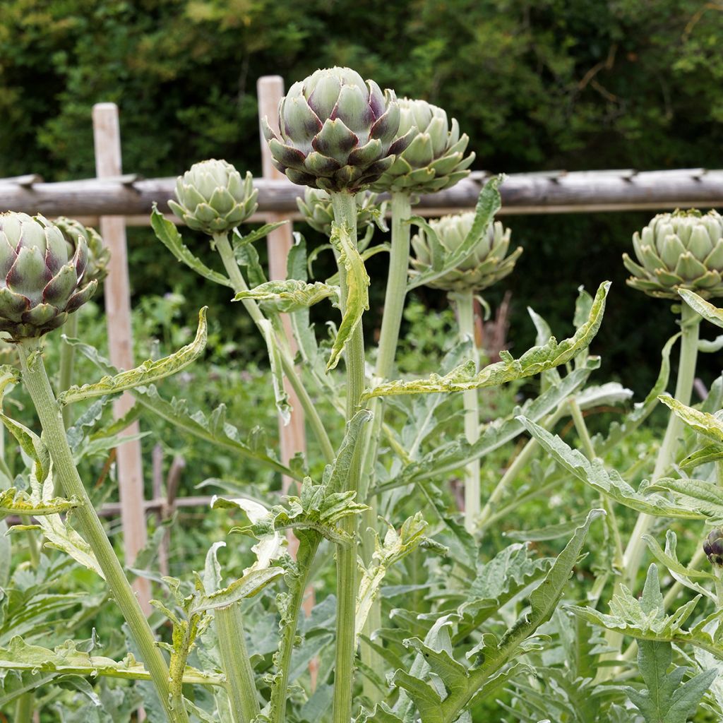 Artichoke Gros vert de Laon - Cynara scolymus