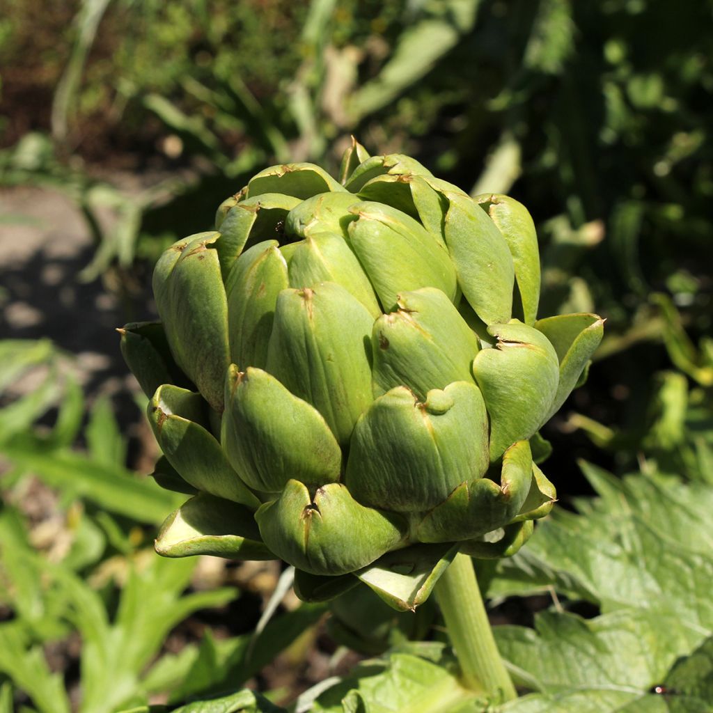 Artichoke Green Globe - Cynara scolymus