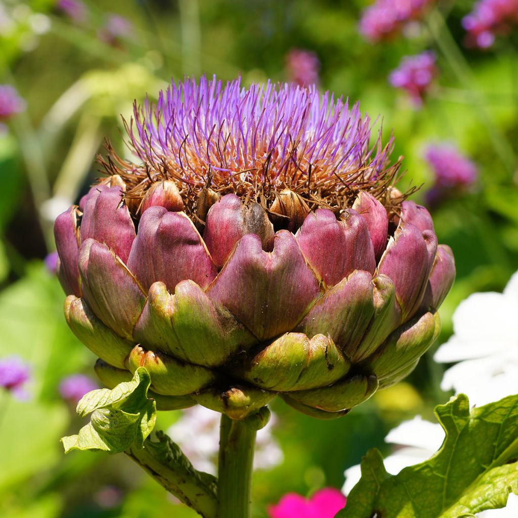 Artichoke Green Globe - Cynara scolymus