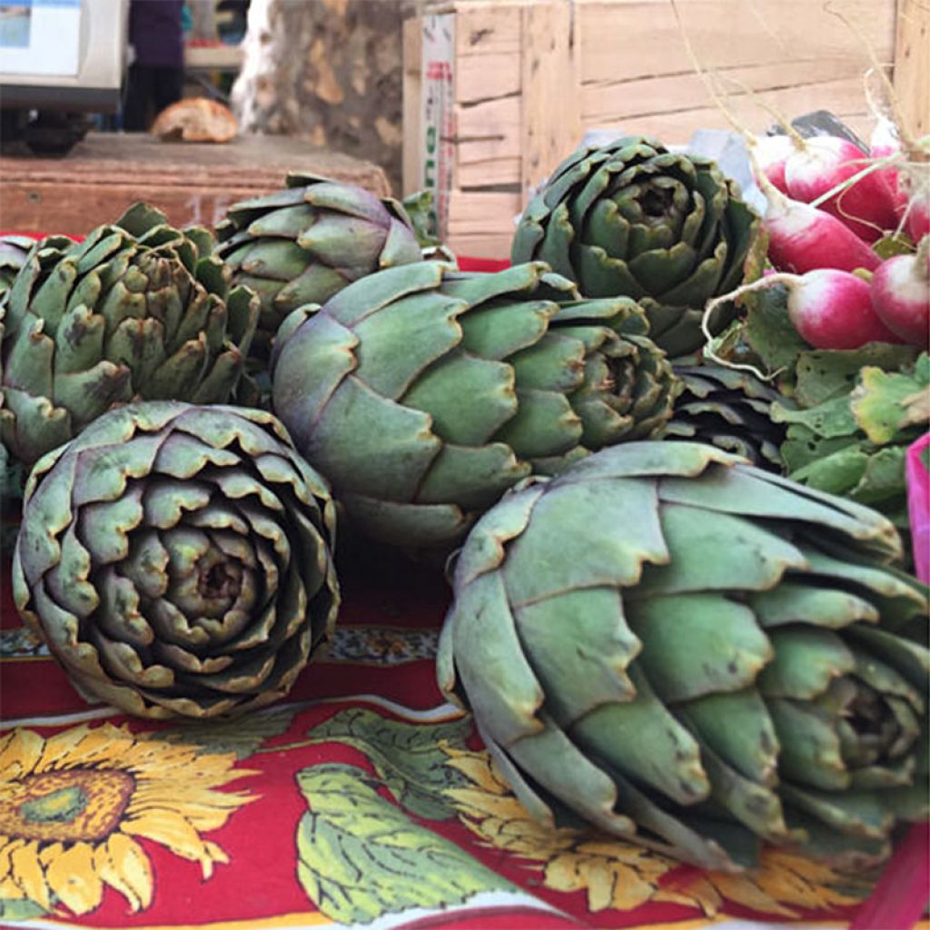 Artichoke Vert de Provence - Cynara scolymus