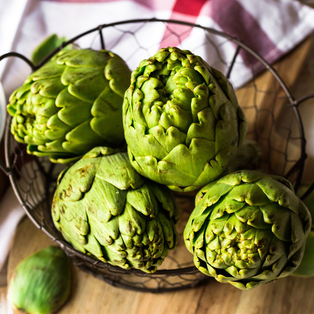 Artichoke Vert de Provence - Cynara scolymus