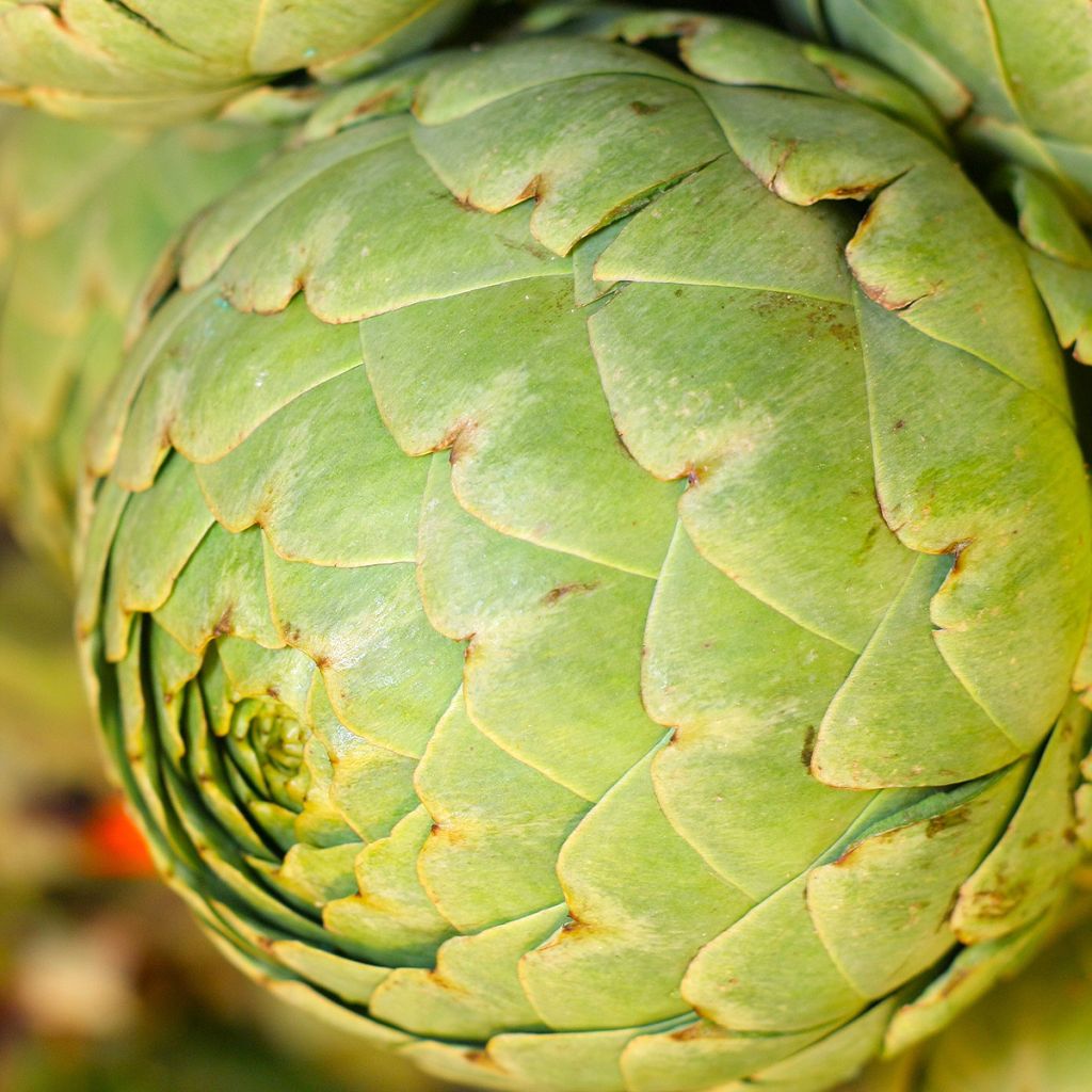 Artichoke Vert de Provence - Cynara scolymus
