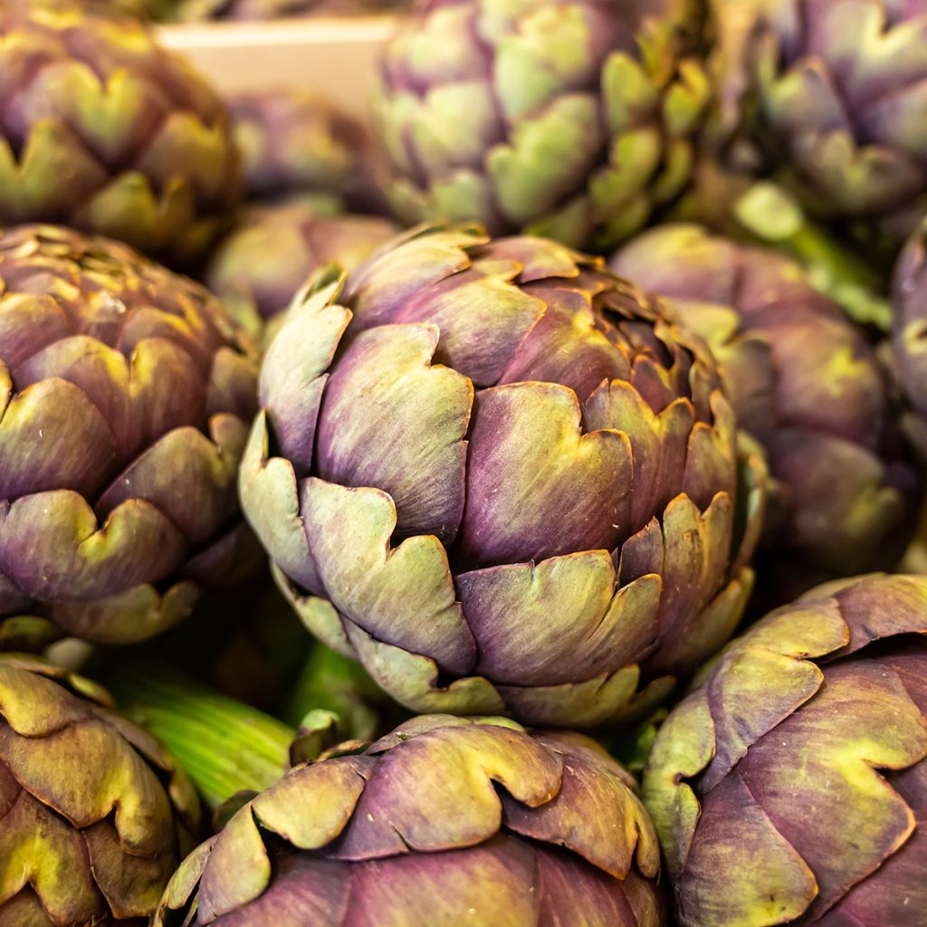 Organic Artichoke Violet de Provence - Ferme de Sainte Marthe seeds