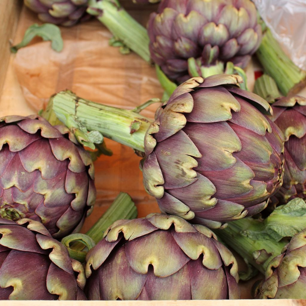 Organic Artichoke Violet de Provence - Ferme de Sainte Marthe seeds