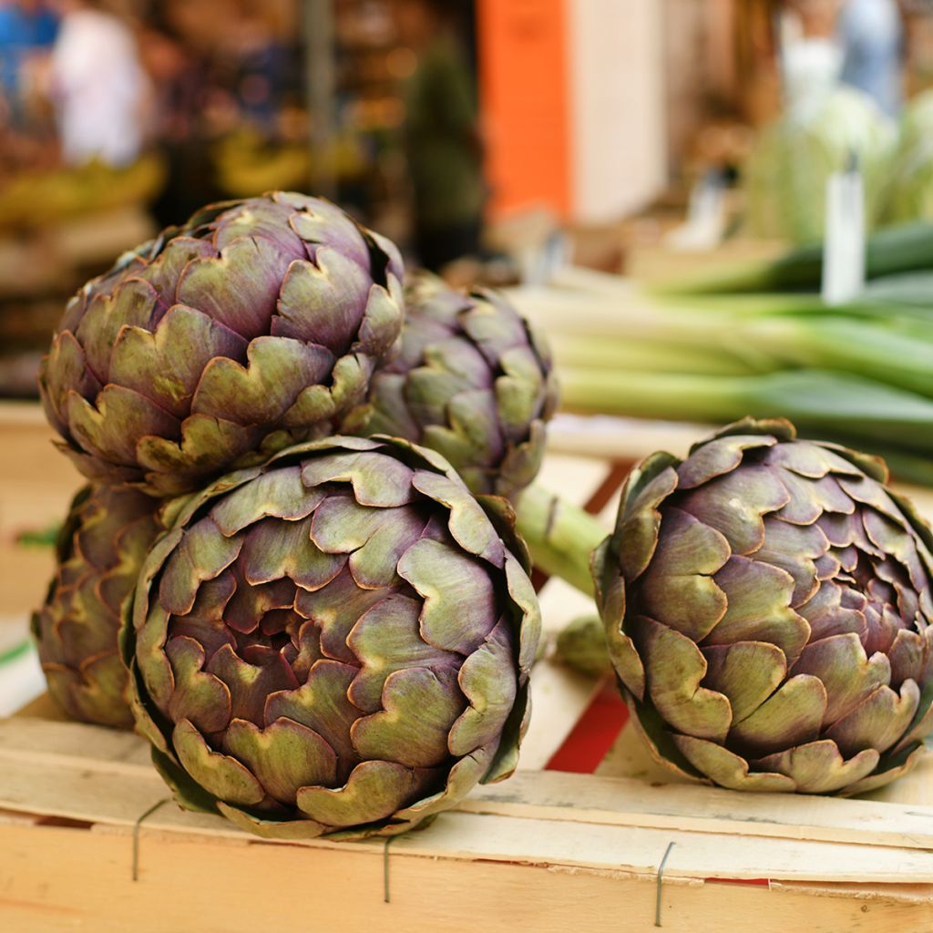Organic Artichoke Violet de Provence - Ferme de Sainte Marthe seeds