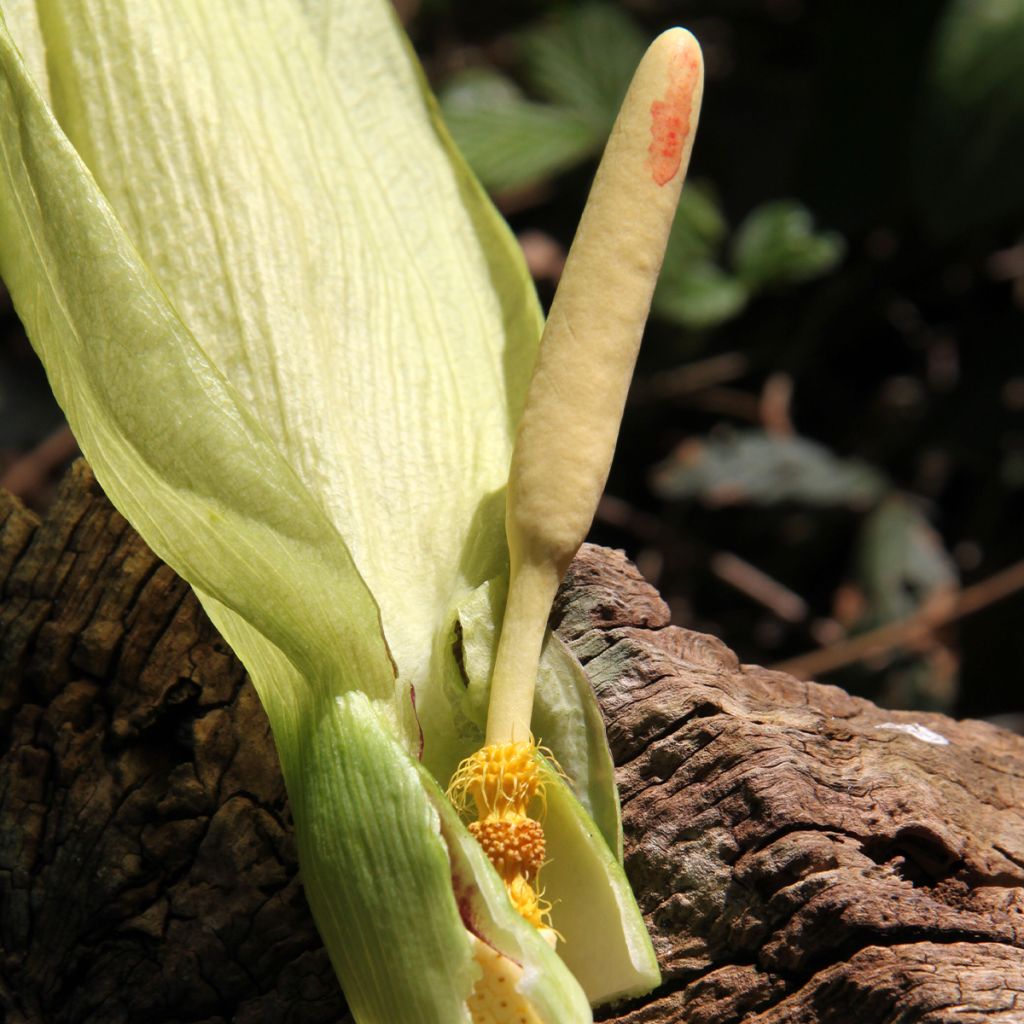 Arum italicum - Gouet d'Italie