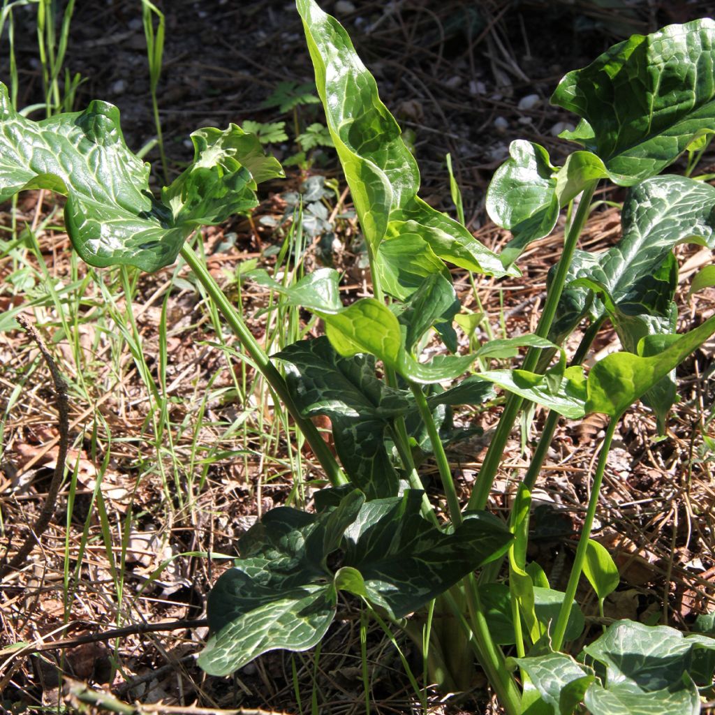 Arum italicum - Gouet d'Italie