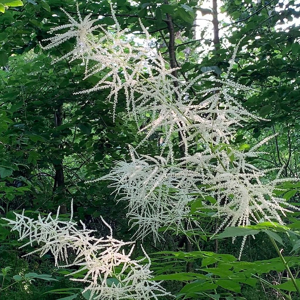 Aruncus Chantilly Lace - Barbe de bouc hybride