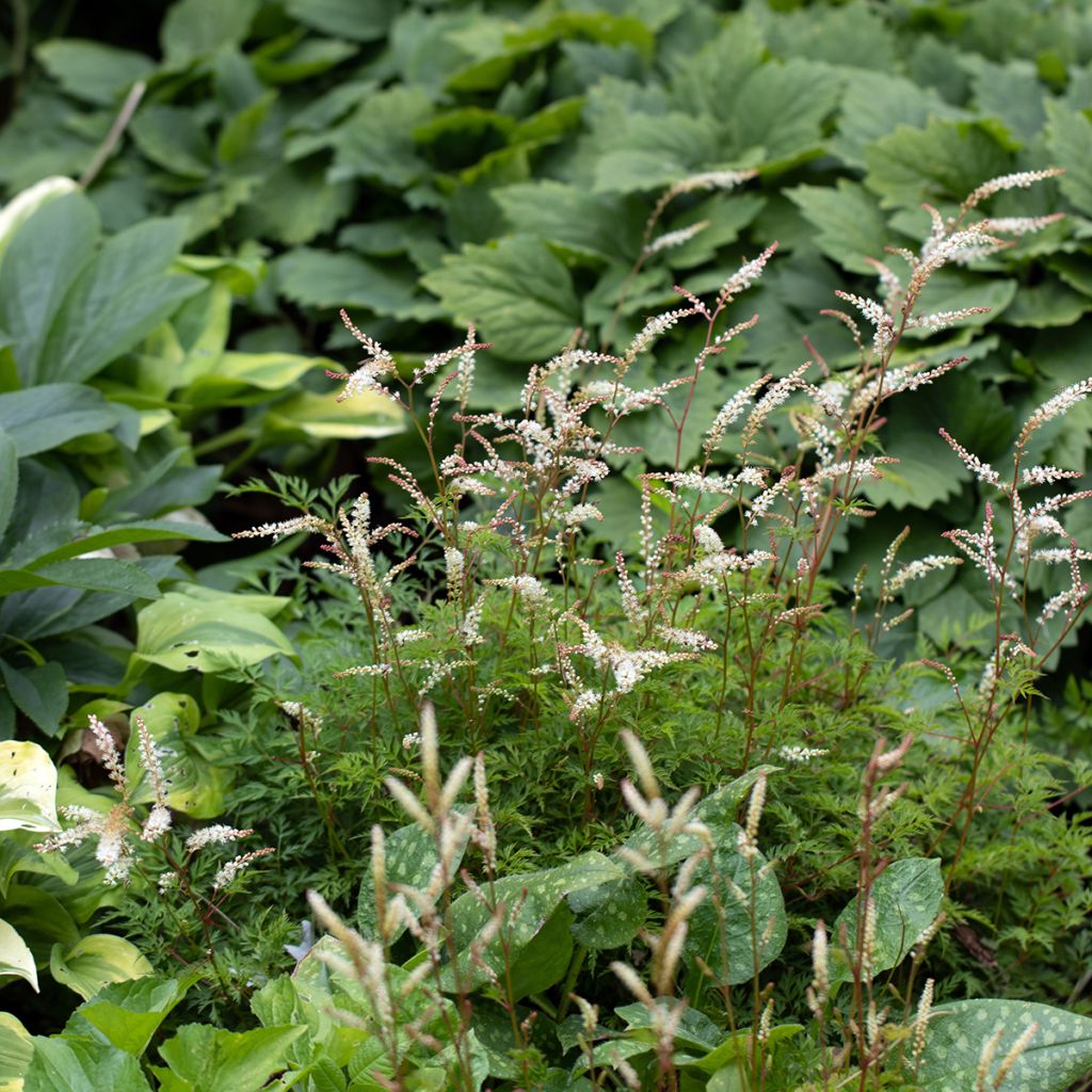 Aruncus aethusifolius - Dwarf Goat's Beard