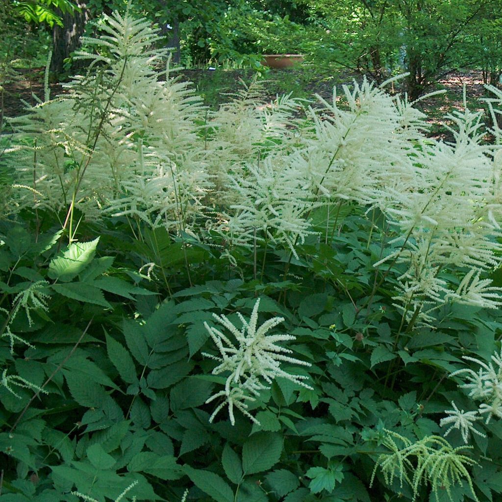 Aruncus dioïcus, Barbe de Bouc