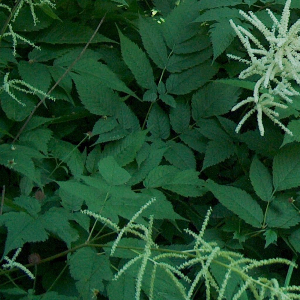 Aruncus dioïcus, Barbe de Bouc