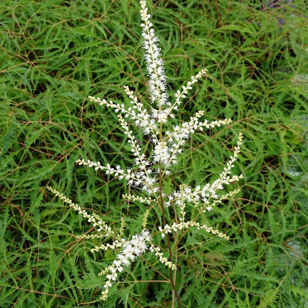 Aruncus dioïcus Kneiffii - Barbe de Bouc