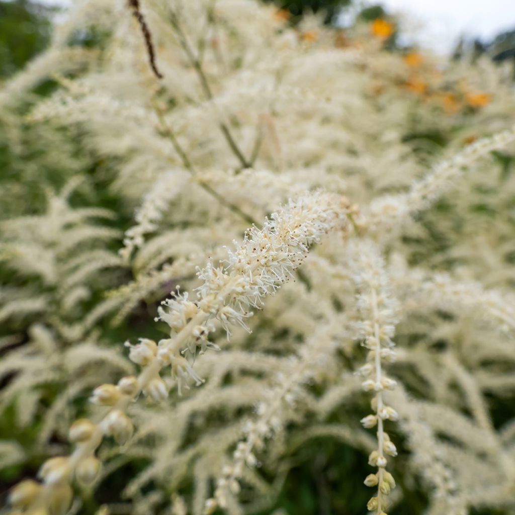 Aruncus dioïcus Kneiffii - Goat's Beard