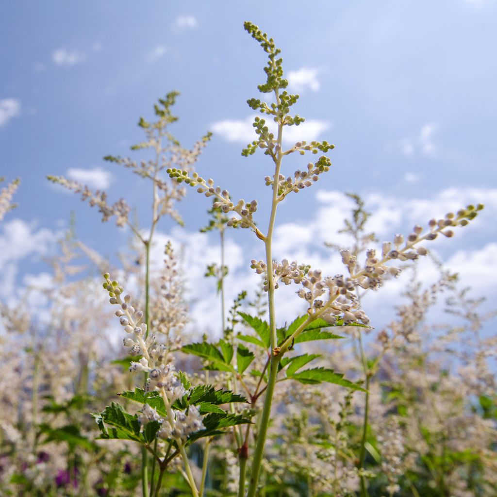 Aruncus Misty Lace