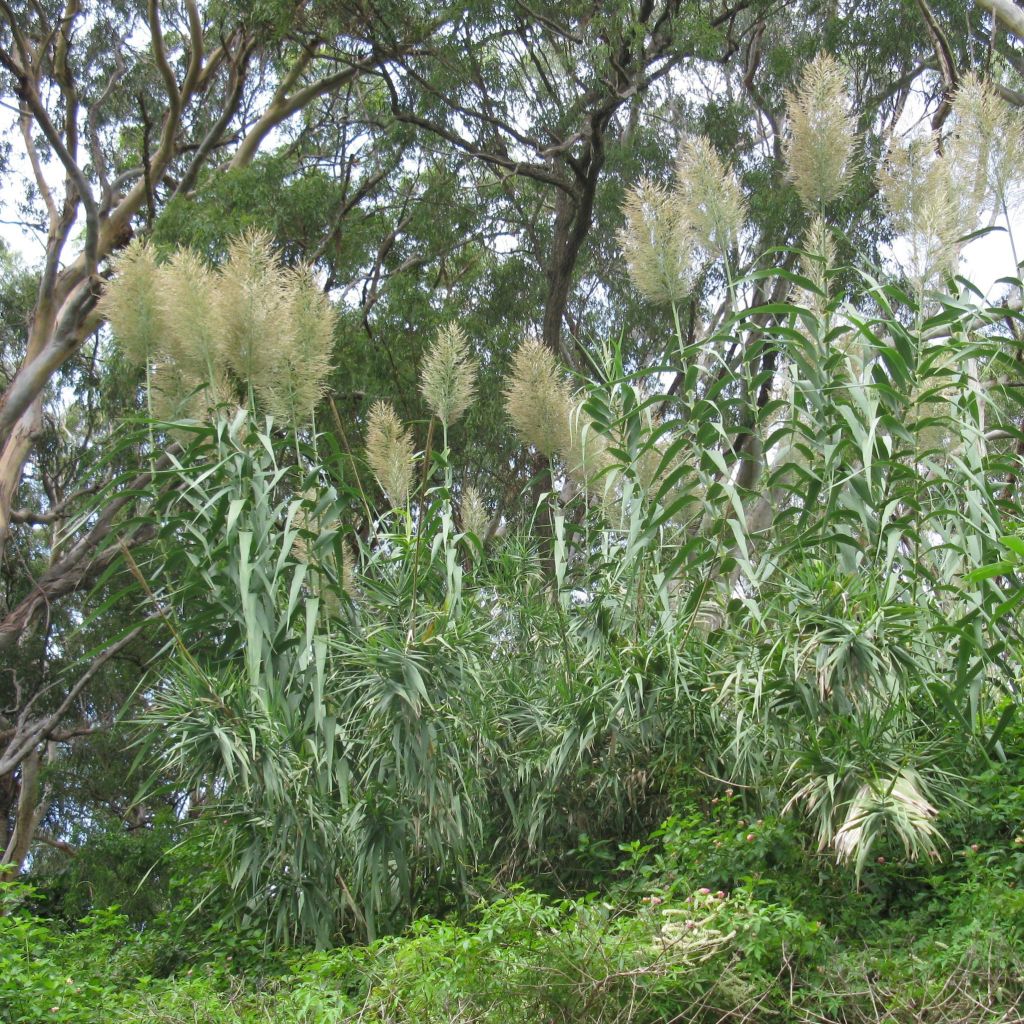 Arundo donax, Canne de Provence