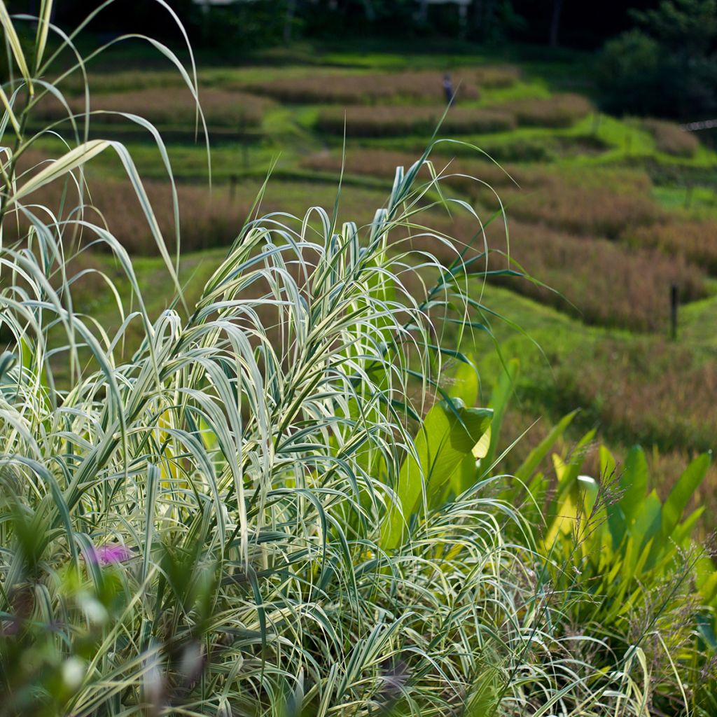 Arundo donax Ely - Canne de Provence