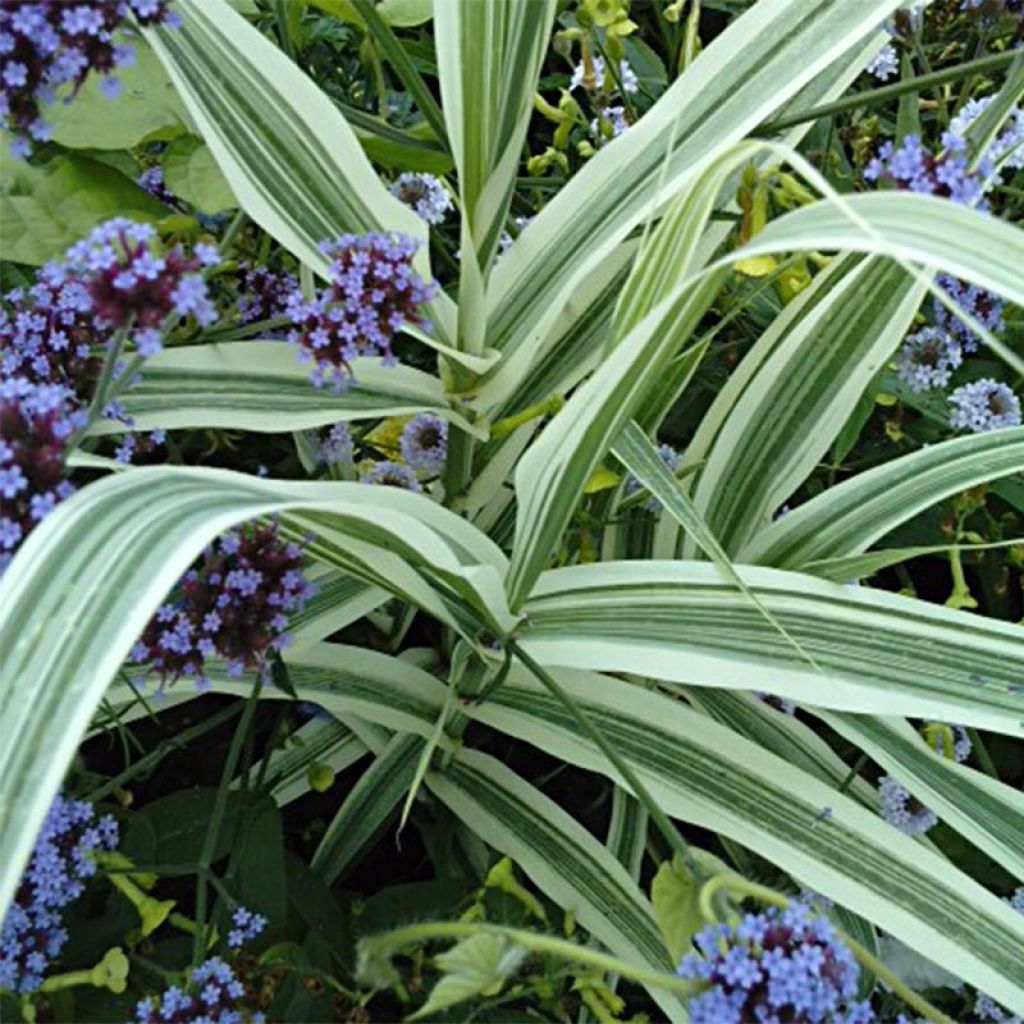 Arundo donax Versicolor - Canne de Provence