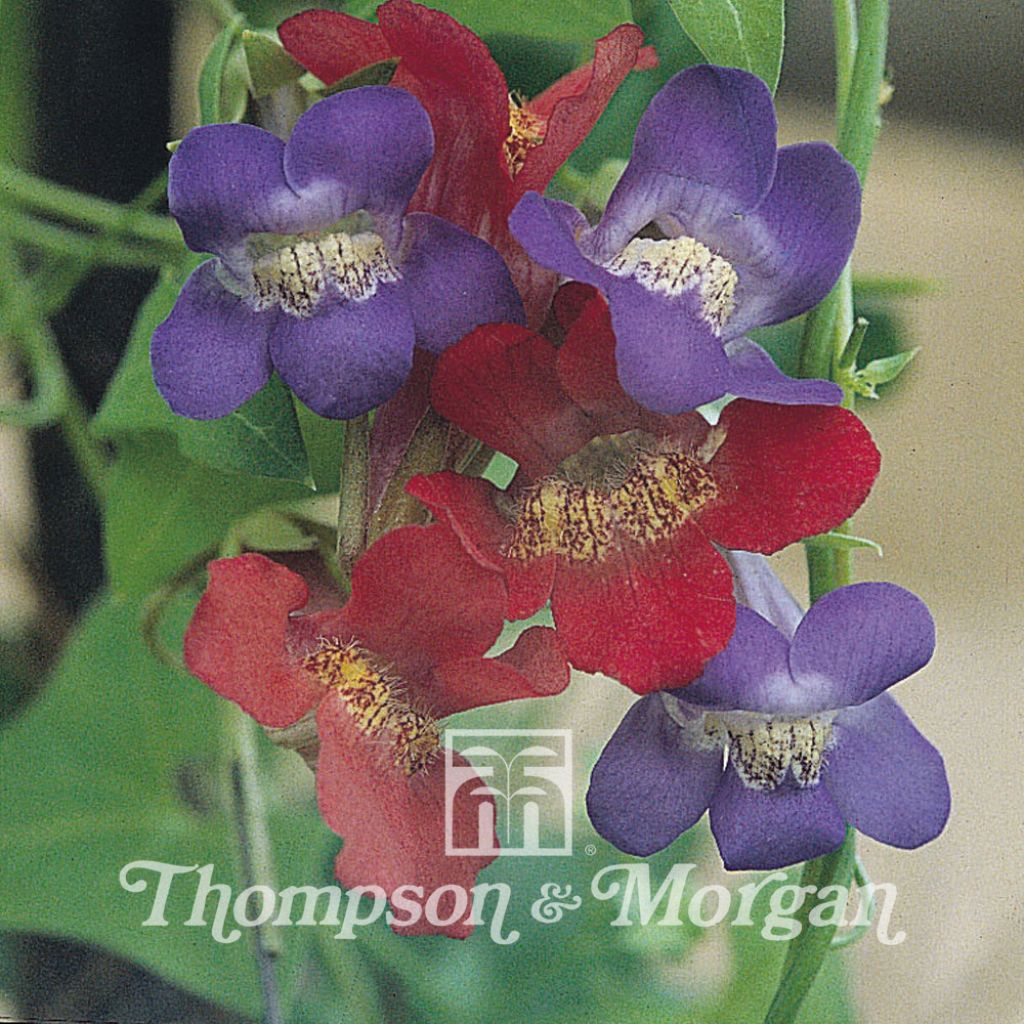 Asarina antirrhiniflora - Climbing Snapdragon seeds