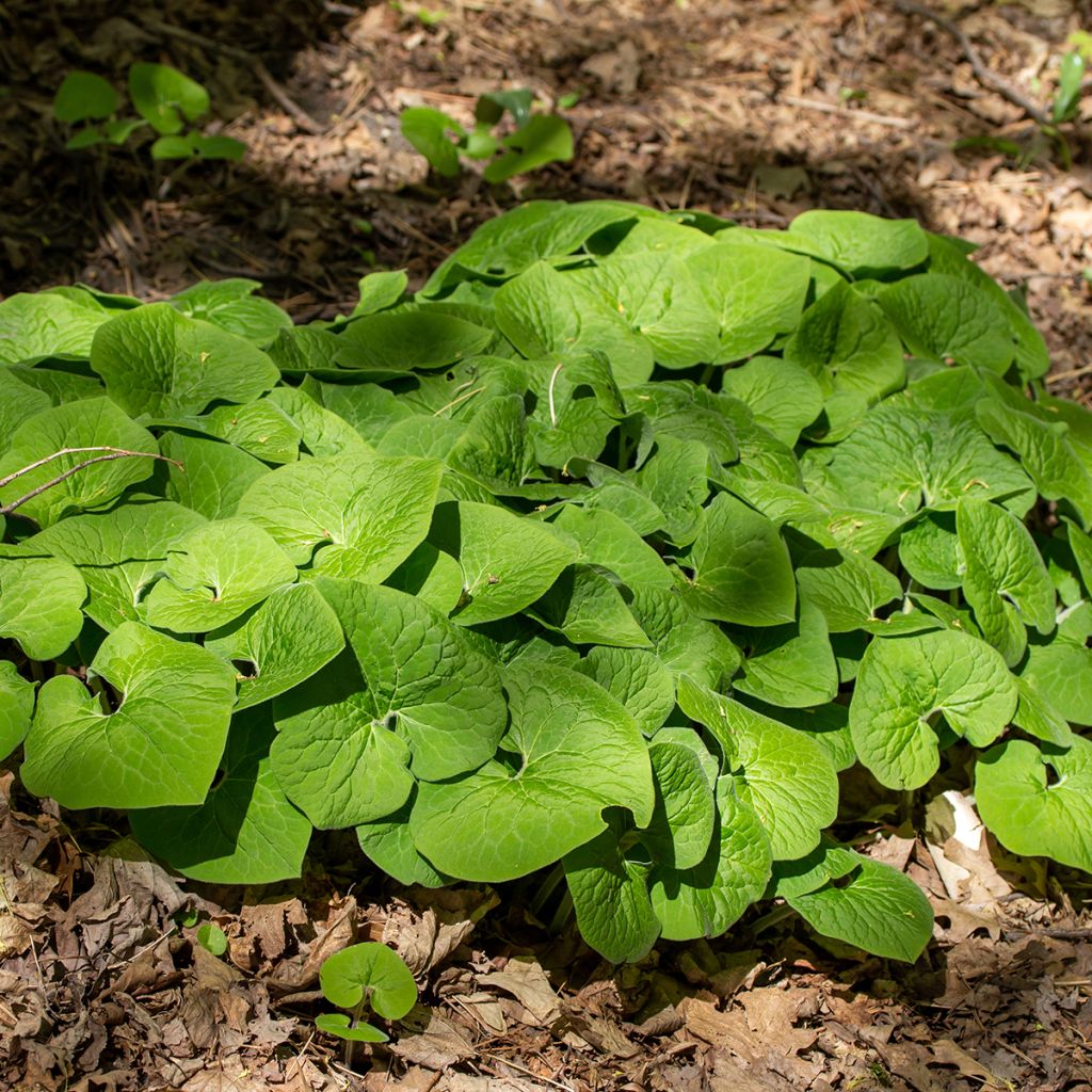 Asarum canadense