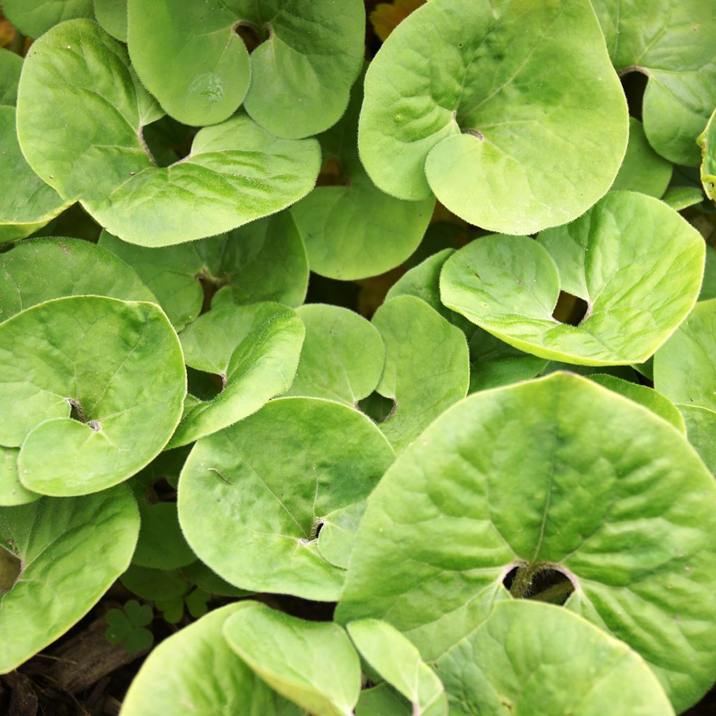 Asarum canadense