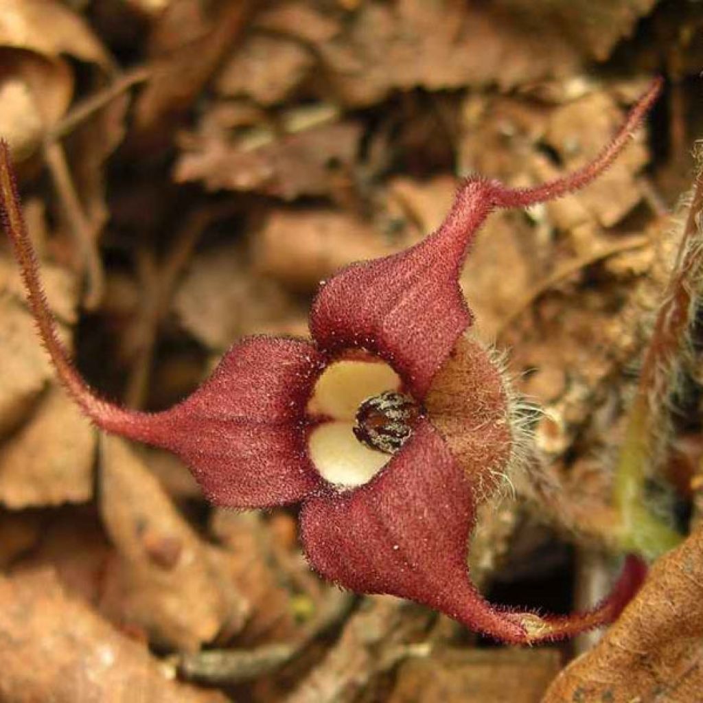 Asarum caudatum - Asaret