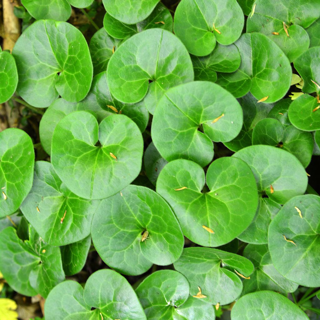 Asarum europaeum